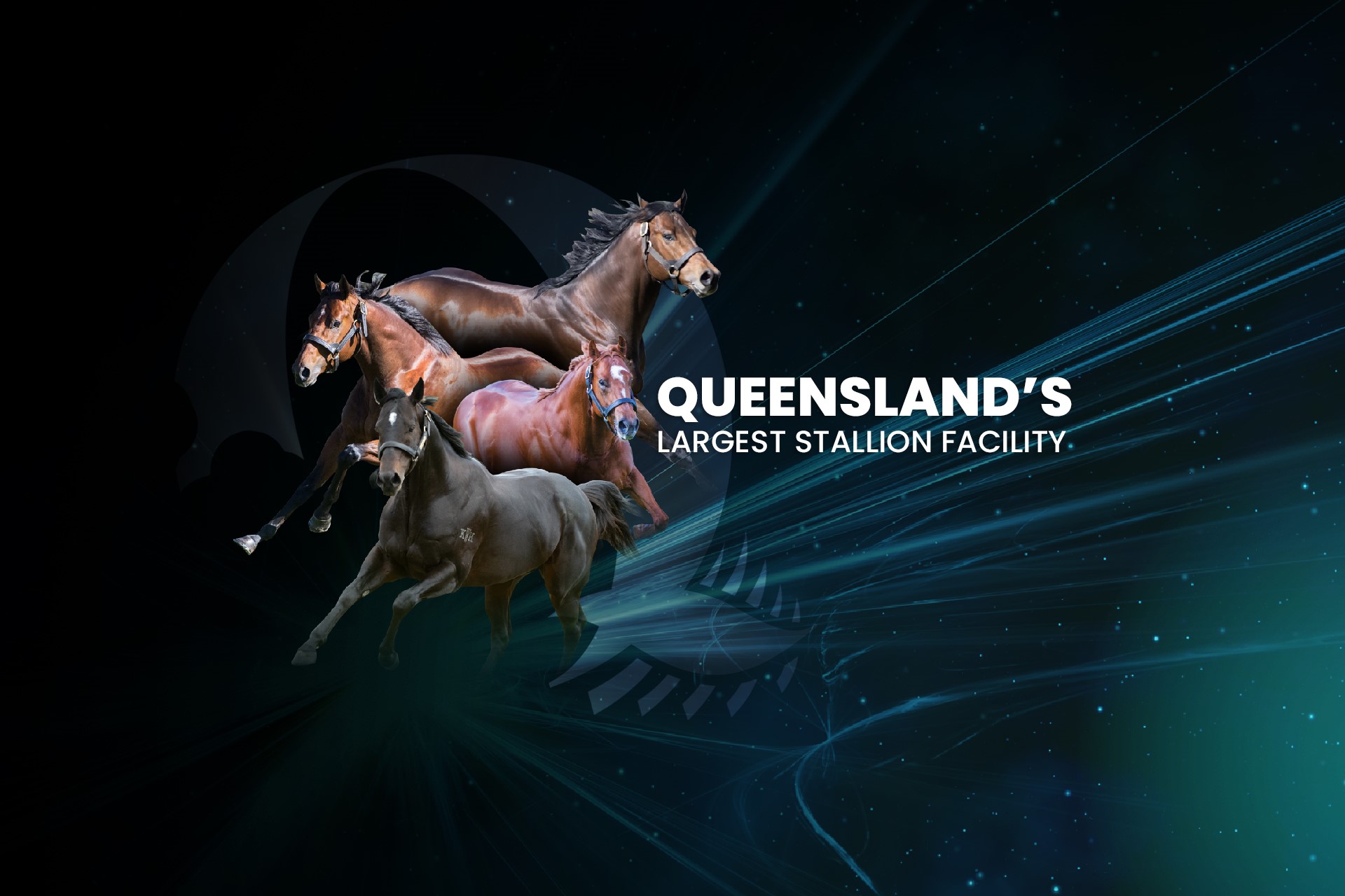 Homepage - Queenslands Largest Stallion Facility