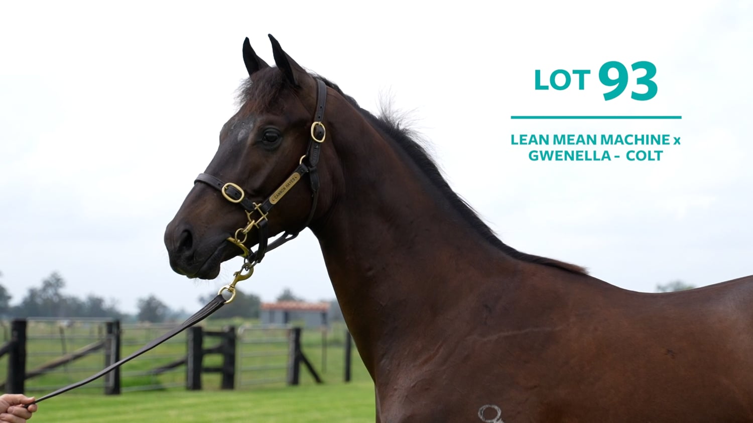 MM22 – Lot 93 Lean Mean Machine x Gwenella, Colt