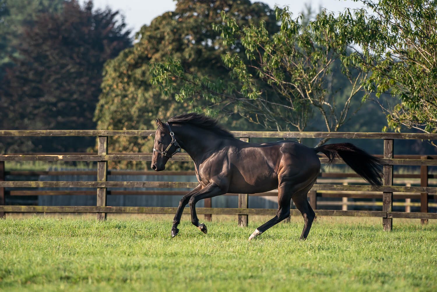 Photo courtesy of The National Stud