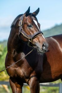Officiating Portrait - Credit: Sharon Lee Chapman