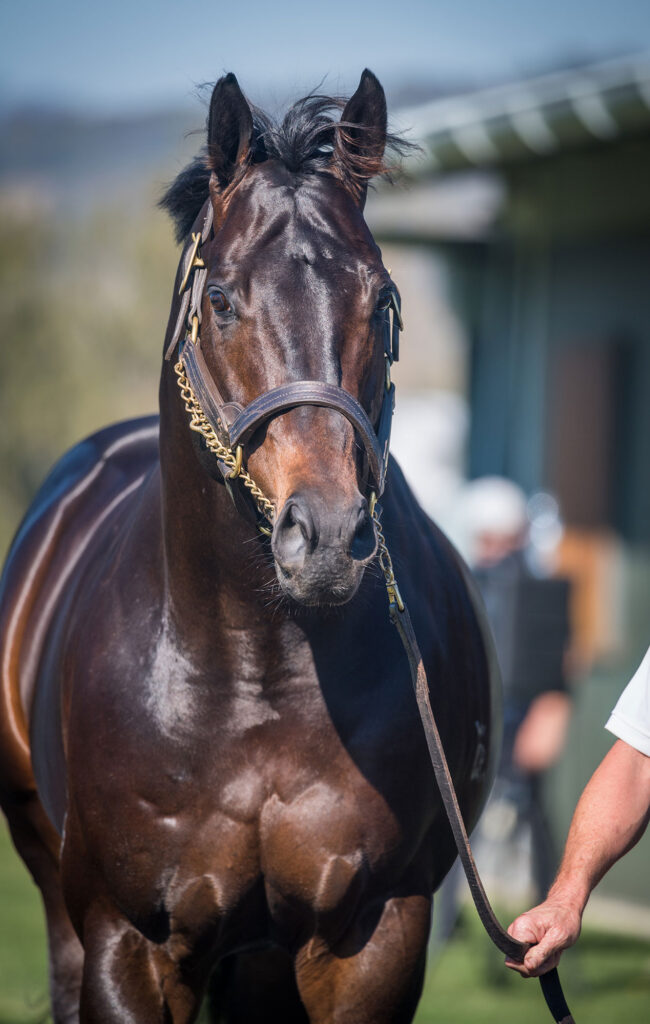 Lean-Mean-Machine-at-2023-Stallion-Parade Lean Mean Machine at 2023 Stallion Parade