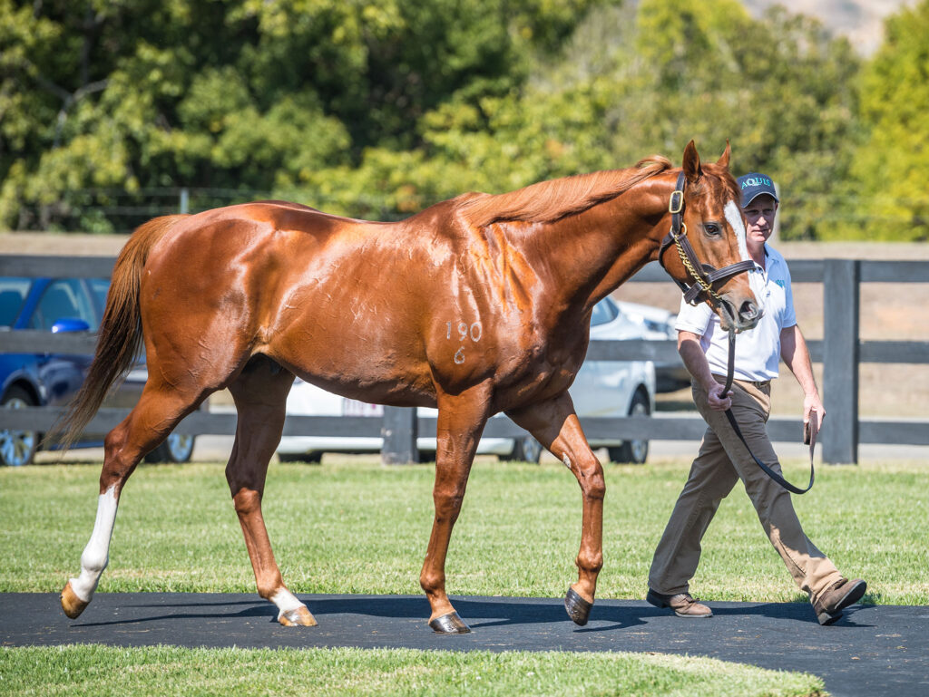 Stronger at 2023 Stallion Parade