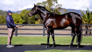 MMGC25-Jonker-x-Cafe-Rizu,-Filly-(Lot-238) MMGC25-Jonker x Cafe Rizu, Filly (Lot 238)